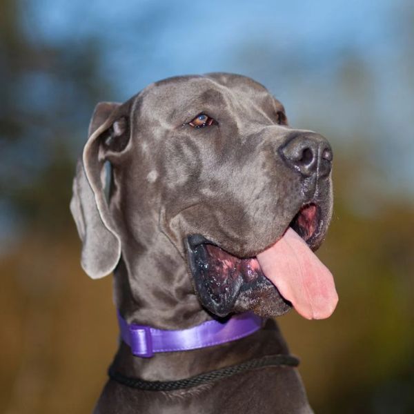 Prečo pes šteká a čo tým myslí?