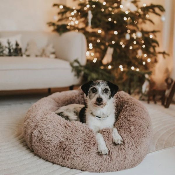 Menší pes leží v béžovom plyšovom pelechu pred rozsvieteným vianočným stromčekom v útulnej obývačke
