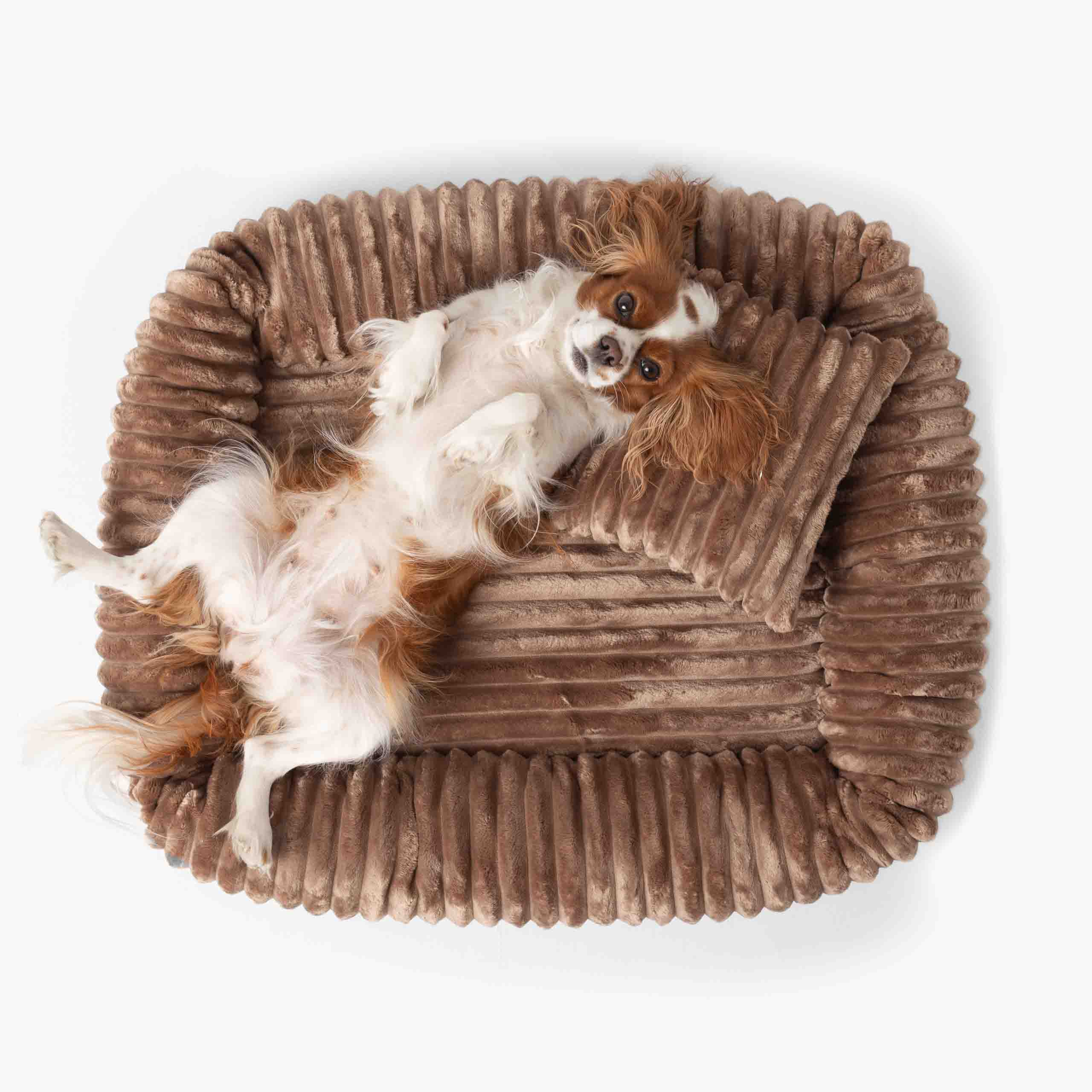 Pelech pre Psa BELLO Menčestrový Béžový