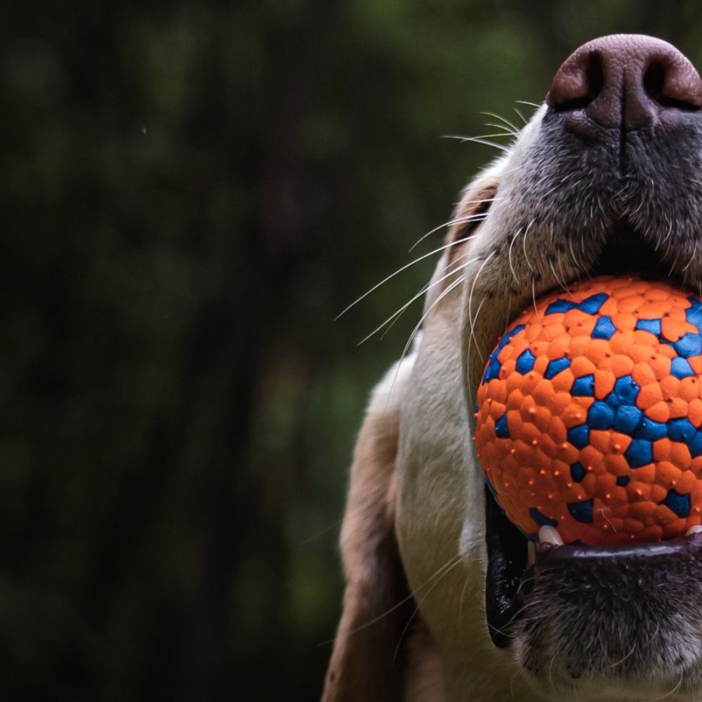 Odolná loptička pre psa PET NOVA Polyball 6 cm